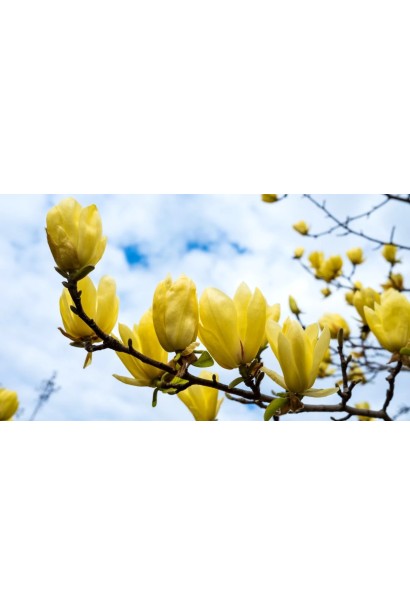 Магнолія Єллоу Лантерн жовті квіти схожі на тюльпани